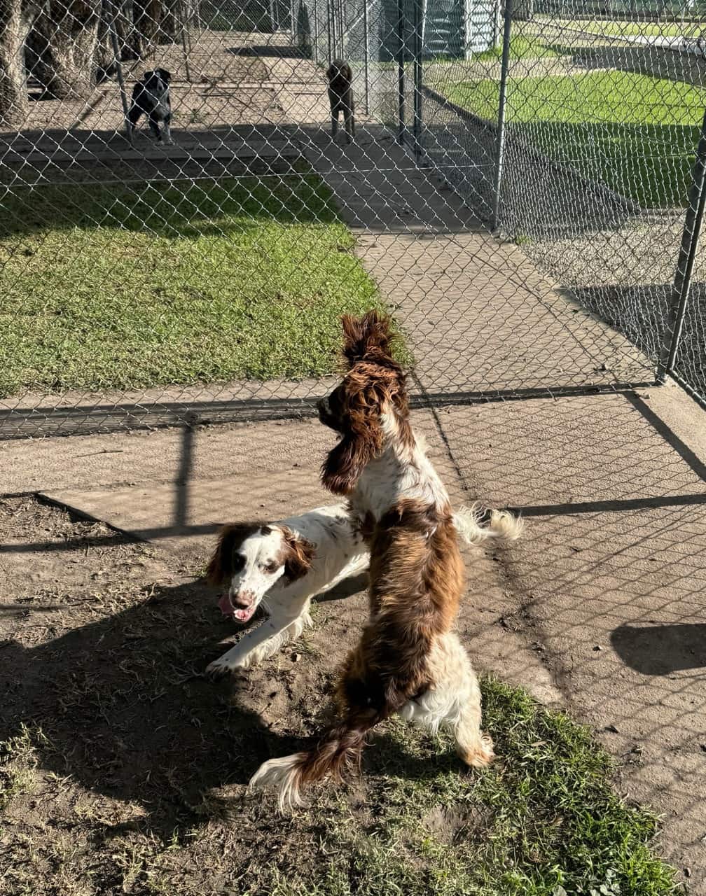 pet lodge yannathan park 156 large