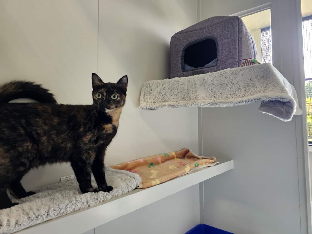 Tortoiseshell cat in a luxury cat boarding enclosure at Pet Lodge.